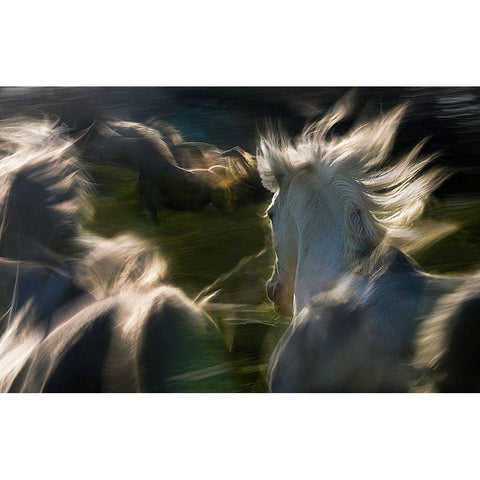 Esata Equina White Modern Wood Framed Art Print by Malovrh, Milan