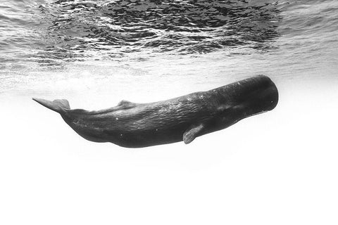 Sperm Whale Black Ornate Wood Framed Art Print with Double Matting by Gabriel, Barathieu