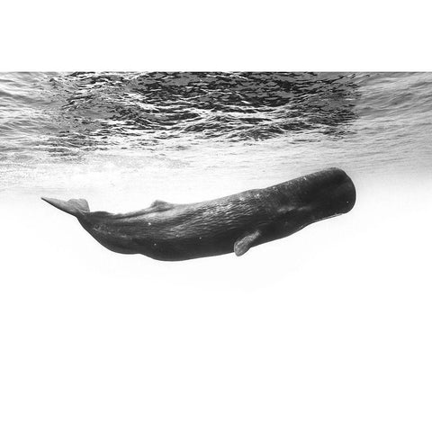 Sperm Whale Black Modern Wood Framed Art Print by Gabriel, Barathieu