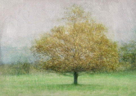 Solitaire Black Ornate Wood Framed Art Print with Double Matting by Holmstrom, Katarina