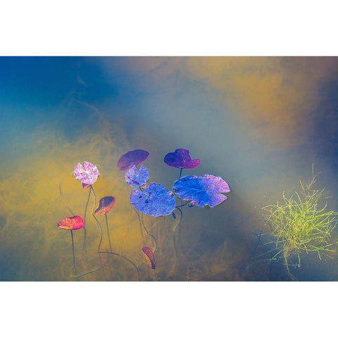 Water Life White Modern Wood Framed Art Print by De Laat, Bernardine