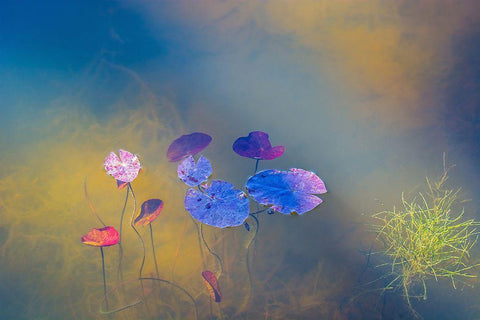 Water Life Black Ornate Wood Framed Art Print with Double Matting by De Laat, Bernardine