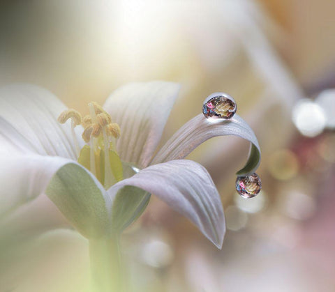 Tears Of Time.. White Modern Wood Framed Art Print with Double Matting by Nan, Juliana