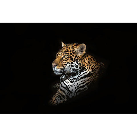 Jaguar Portrait Black Modern Wood Framed Art Print with Double Matting by Reames, Richard