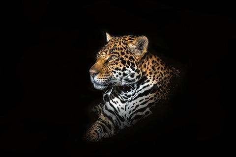 Jaguar Portrait Black Ornate Wood Framed Art Print with Double Matting by Reames, Richard