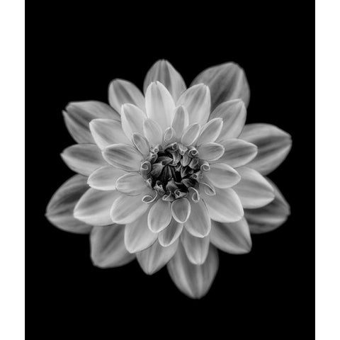 Dahlia Black Modern Wood Framed Art Print with Double Matting by Gronkjar, Lotte