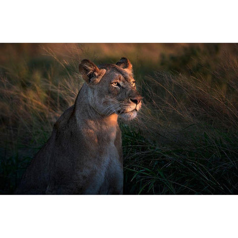 Lioness At First Day Ligth Black Modern Wood Framed Art Print with Double Matting by Ortega, Xavier