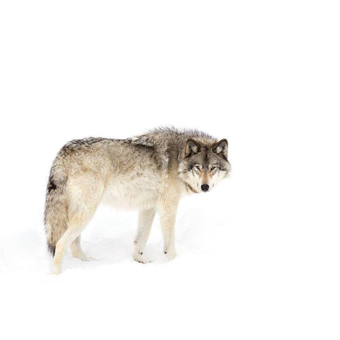 Timber Wolf Walking Through The Snow White Modern Wood Framed Art Print by Cumming, Jim