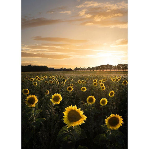 Sunflowerfield In Sweden White Modern Wood Framed Art Print by Lindsten, Christian