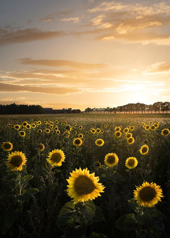 Sunflowerfield In Sweden Black Ornate Wood Framed Art Print with Double Matting by Lindsten, Christian