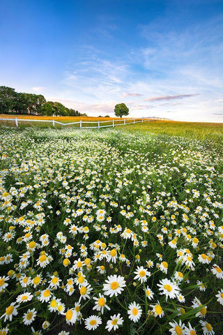 Daisyfield In Sweden White Modern Wood Framed Art Print with Double Matting by Lindsten, Christian