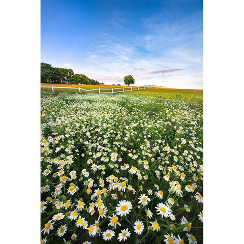 Daisyfield In Sweden White Modern Wood Framed Art Print by Lindsten, Christian