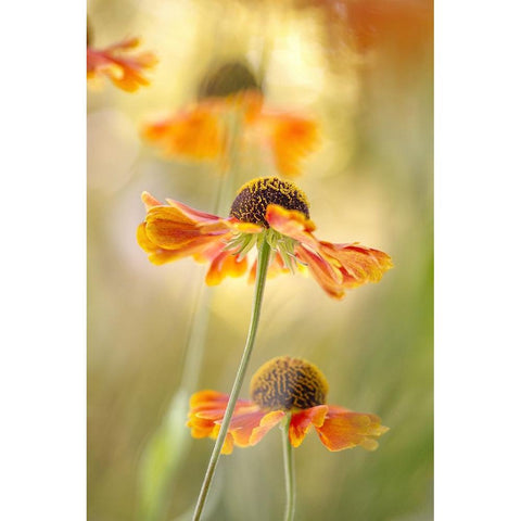 Helenium White Modern Wood Framed Art Print by Disher, Mandy