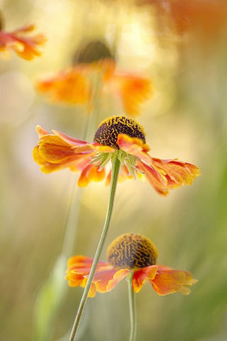 Helenium Black Ornate Wood Framed Art Print with Double Matting by Disher, Mandy