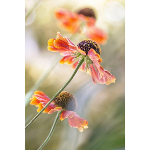 Helenium* Black Modern Wood Framed Art Print with Double Matting by Disher, Mandy