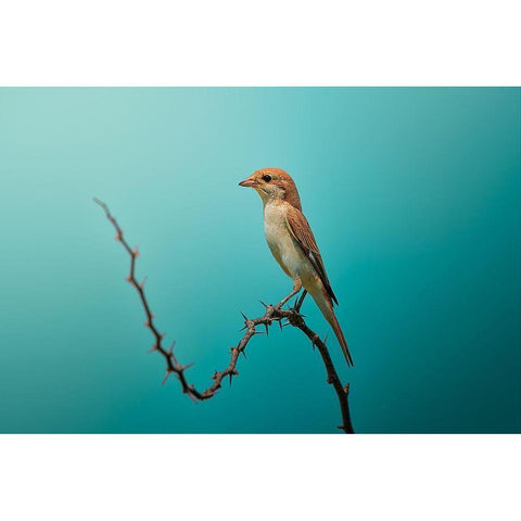 Red Tailed Shrike! Black Modern Wood Framed Art Print with Double Matting by Pezeshki, Sina