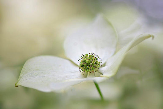Image Only