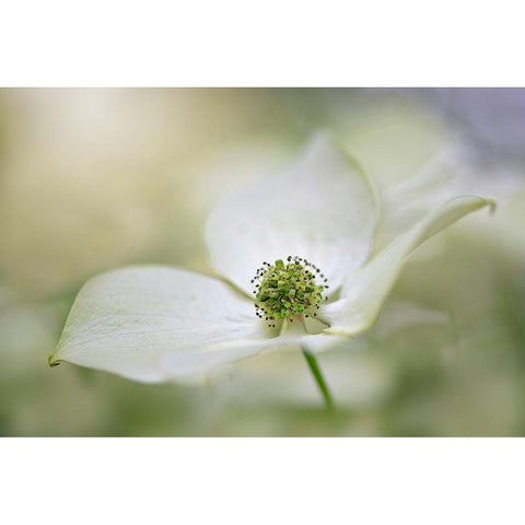 Cornus Kousa Miss Satomi Gold Ornate Wood Framed Art Print with Double Matting by Parker, Jacky