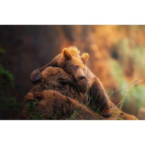 Bear Portrait Gold Ornate Wood Framed Art Print with Double Matting by Saavedra Ruiz, Sergio