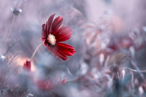 Carmen Black Ornate Wood Framed Art Print with Double Matting by Bravin, Fabien