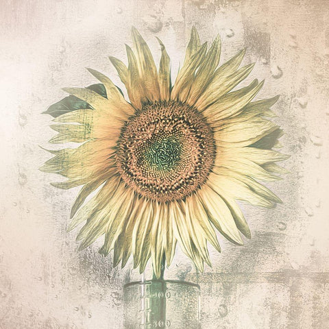 Sunflower White Modern Wood Framed Art Print by Kaufmann, Kerstin