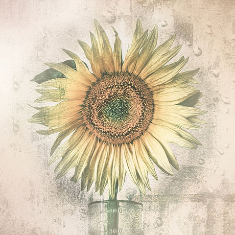 Sunflower White Modern Wood Framed Art Print with Double Matting by Kaufmann, Kerstin