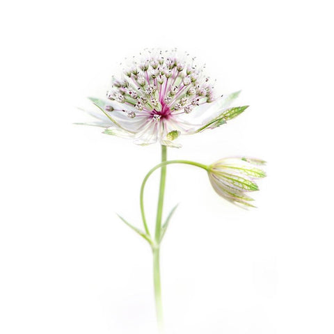 Simply Astrantia White Modern Wood Framed Art Print by Parker, Jacky