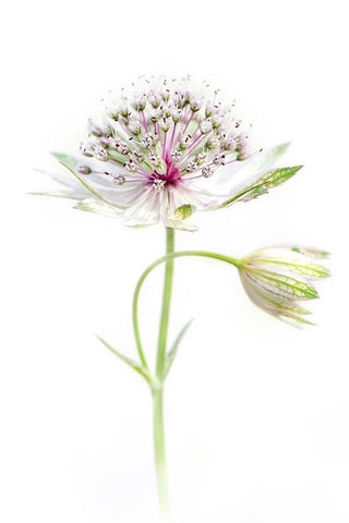 Simply Astrantia White Modern Wood Framed Art Print with Double Matting by Parker, Jacky