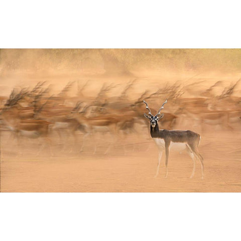 Black Bucks Black Modern Wood Framed Art Print by Nayyer Reza, Sayyed