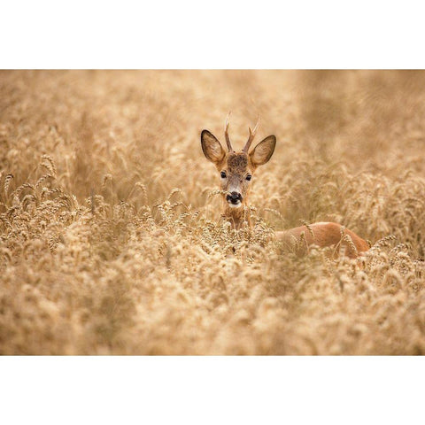 Deer In The Field Black Modern Wood Framed Art Print by Wallberg, Allan