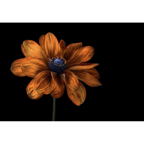 Rudbeckia White Modern Wood Framed Art Print by Disher, Mandy