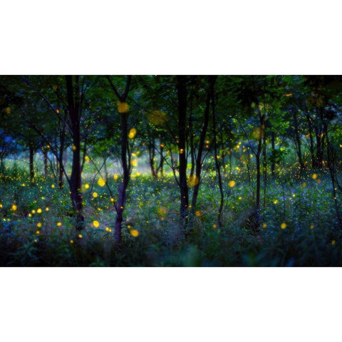 Magic Fireflies White Modern Wood Framed Art Print by Zhu, Hua