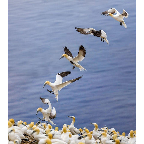 Back Home.... Black Modern Wood Framed Art Print by Jiang, Yi