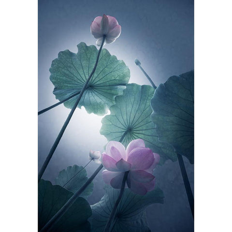 Lotus White Modern Wood Framed Art Print by Shanyewuyu