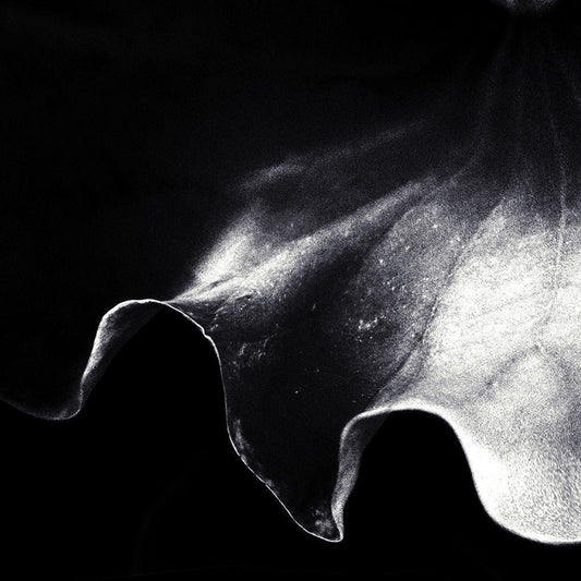 Image Only