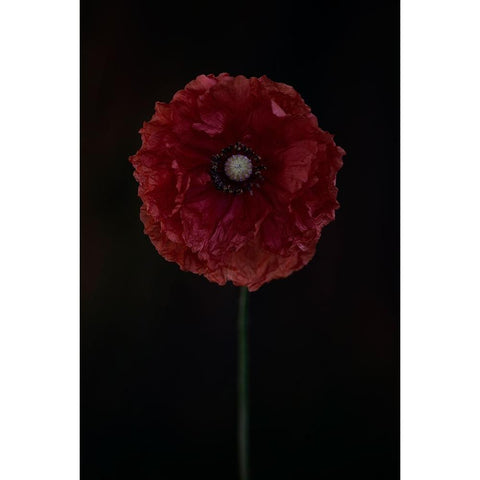 One Red Poppy Gold Ornate Wood Framed Art Print with Double Matting by Gronkjar, Lotte