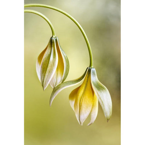 Tulipa Black Modern Wood Framed Art Print with Double Matting by Disher, Mandy