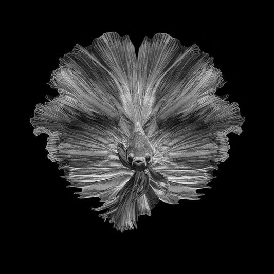 Image Only