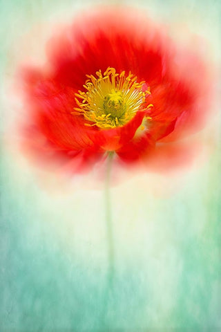 Sprite White Modern Wood Framed Art Print with Double Matting by Parker, Jacky