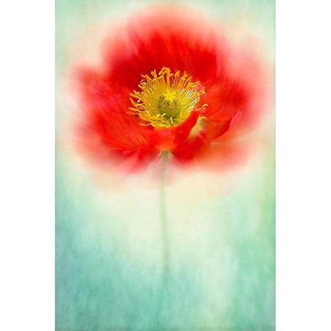 Sprite White Modern Wood Framed Art Print by Parker, Jacky