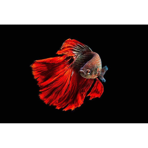 Angry Fish Black Modern Wood Framed Art Print by Halil, Andi