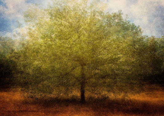 Image Only