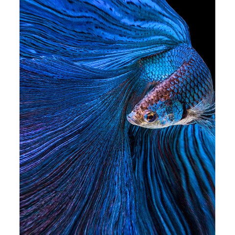 Blue Moon Gold Ornate Wood Framed Art Print with Double Matting by Halil, Andi