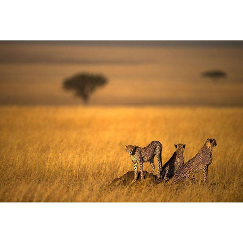 Landsape Of Cheetah Gold Ornate Wood Framed Art Print with Double Matting by Al Qazwini, Bahaadeen