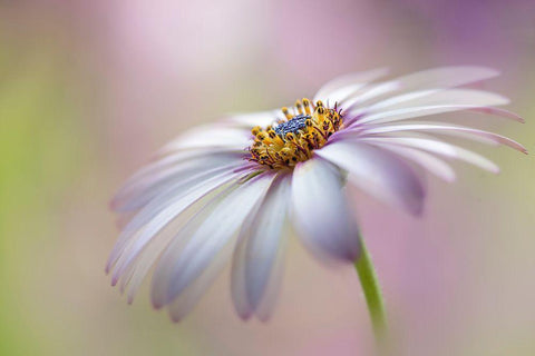 Cape Daisy White Modern Wood Framed Art Print with Double Matting by Parker, Jacky