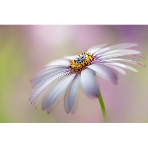 Cape Daisy Black Modern Wood Framed Art Print by Parker, Jacky