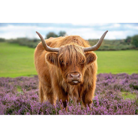 Highland Gold Ornate Wood Framed Art Print with Double Matting by Parker, Jacky