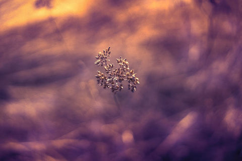 Violet Life White Modern Wood Framed Art Print with Double Matting by Menhard, Ingo