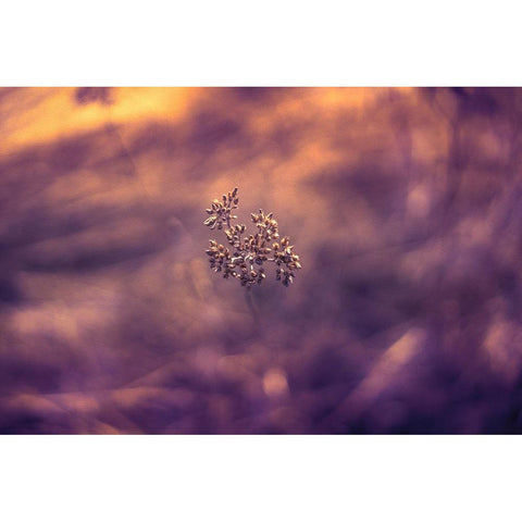 Violet Life Black Modern Wood Framed Art Print by Menhard, Ingo