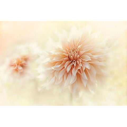 Cafe Au Lait Dahlia White Modern Wood Framed Art Print by Parker, Jacky